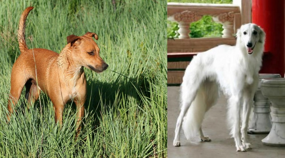 Silken Windhound vs Africanis - Breed Comparison