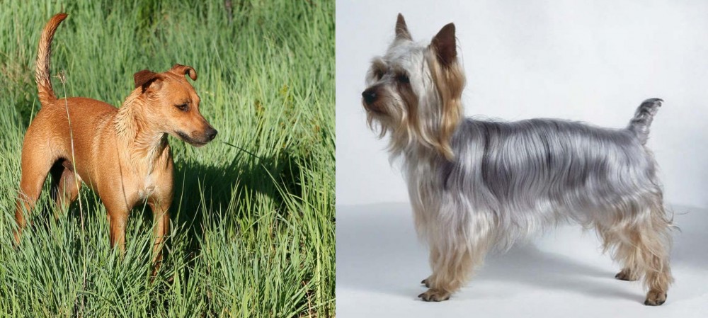 Silky Terrier vs Africanis - Breed Comparison