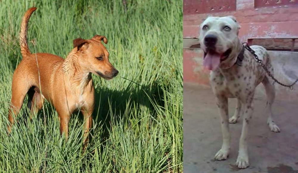 Sindh Mastiff vs Africanis - Breed Comparison