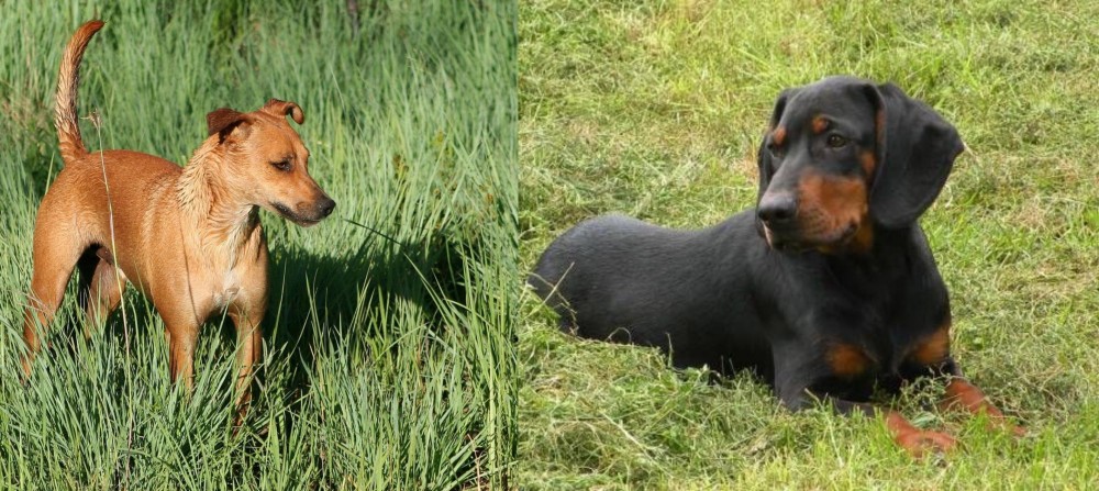 Slovakian Hound vs Africanis - Breed Comparison