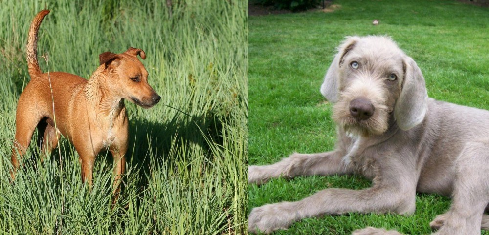 Slovakian Rough Haired Pointer vs Africanis - Breed Comparison