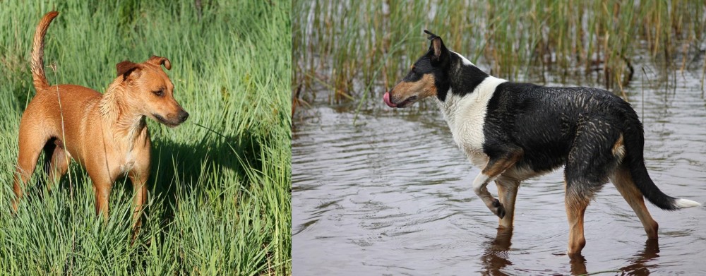 Smooth Collie vs Africanis - Breed Comparison
