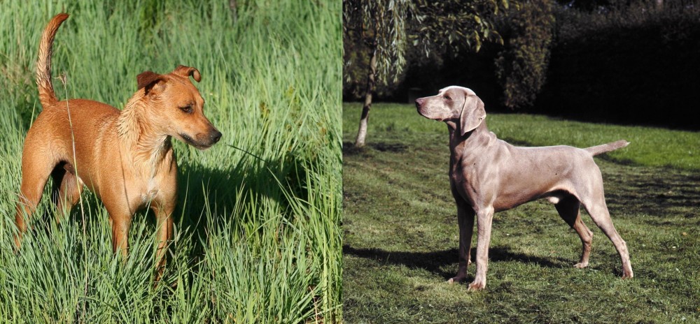 Smooth Haired Weimaraner vs Africanis - Breed Comparison