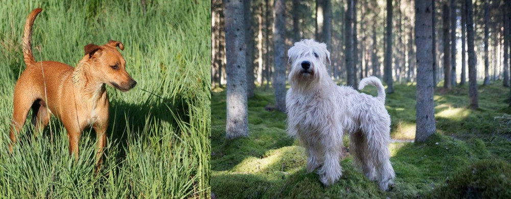 Soft-Coated Wheaten Terrier vs Africanis - Breed Comparison