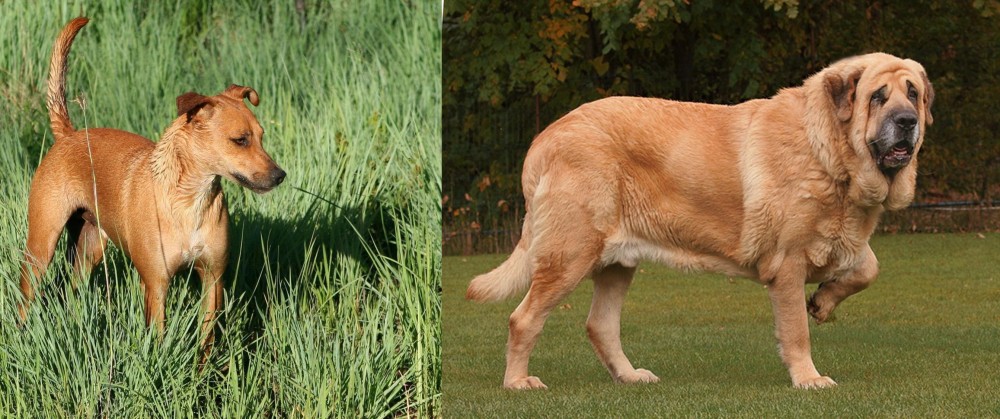 Spanish Mastiff vs Africanis - Breed Comparison