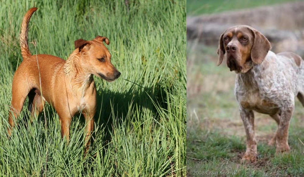 Spanish Pointer vs Africanis - Breed Comparison