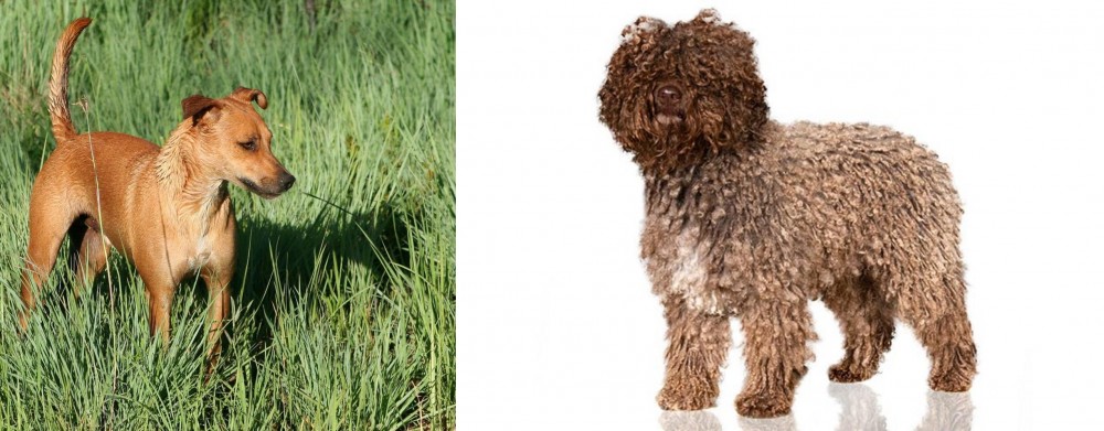 Spanish Water Dog vs Africanis - Breed Comparison