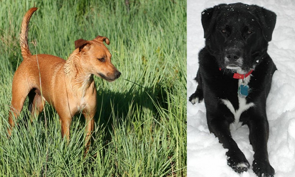 St. John's Water Dog vs Africanis - Breed Comparison