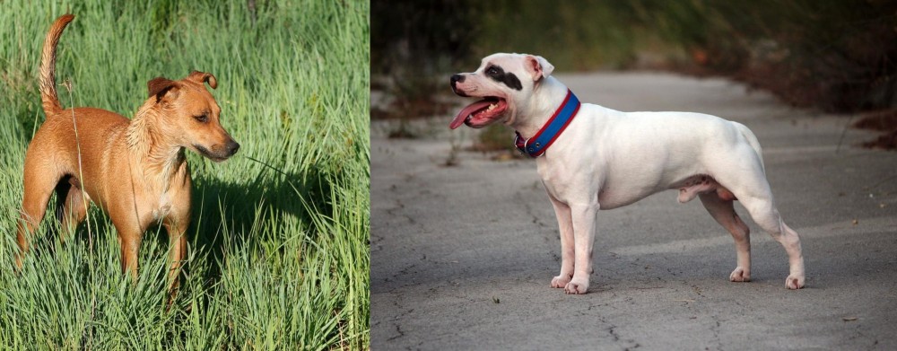 Staffordshire Bull Terrier vs Africanis - Breed Comparison
