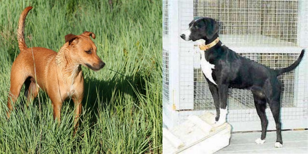 Stephens Stock vs Africanis - Breed Comparison