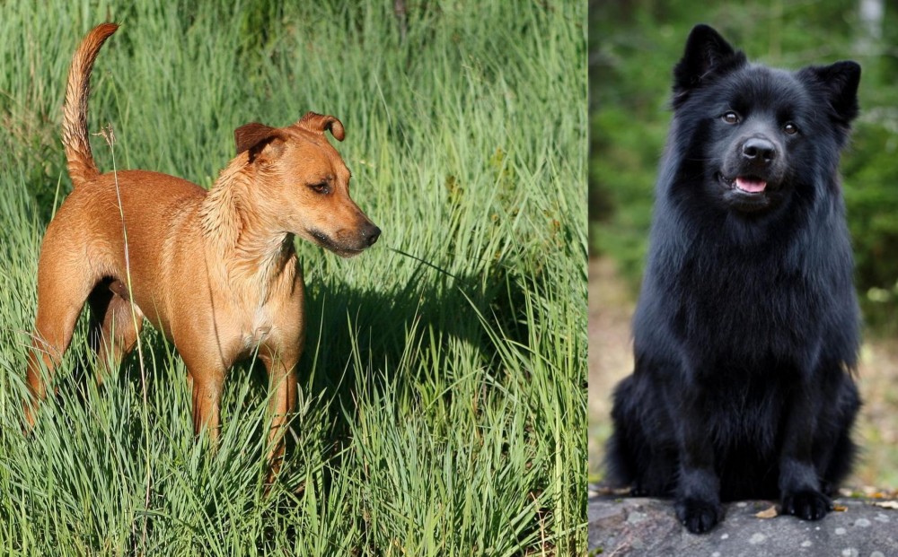Swedish Lapphund vs Africanis - Breed Comparison