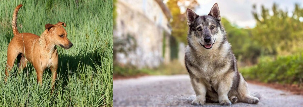 Swedish Vallhund vs Africanis - Breed Comparison
