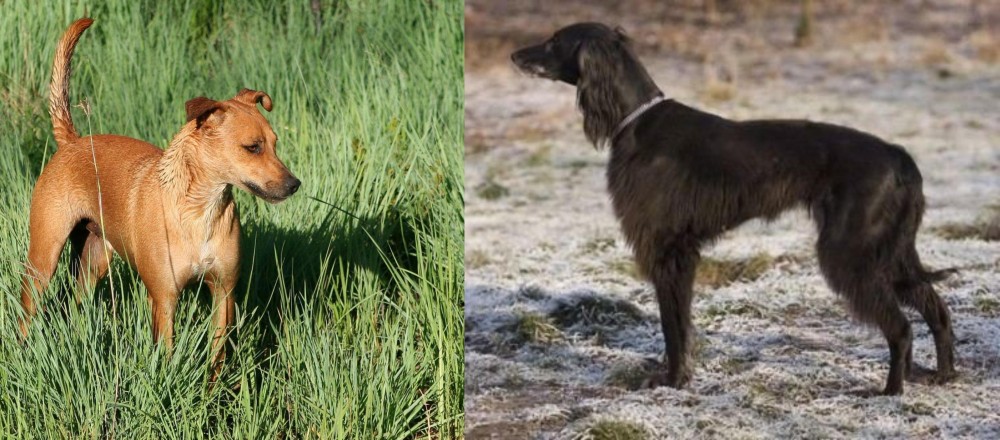 Taigan vs Africanis - Breed Comparison