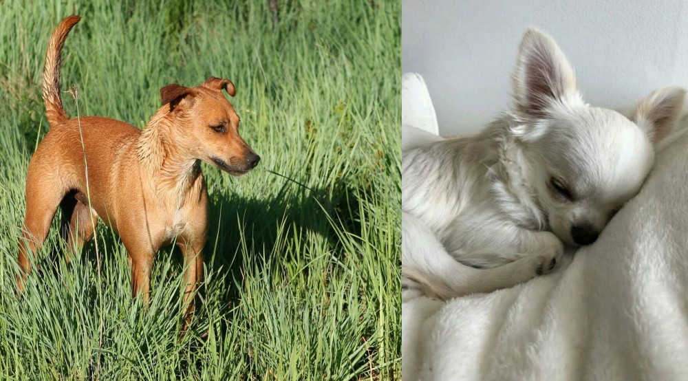 Tea Cup Chihuahua vs Africanis - Breed Comparison