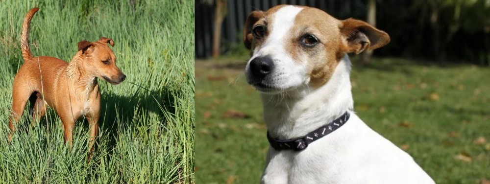 Tenterfield Terrier vs Africanis - Breed Comparison