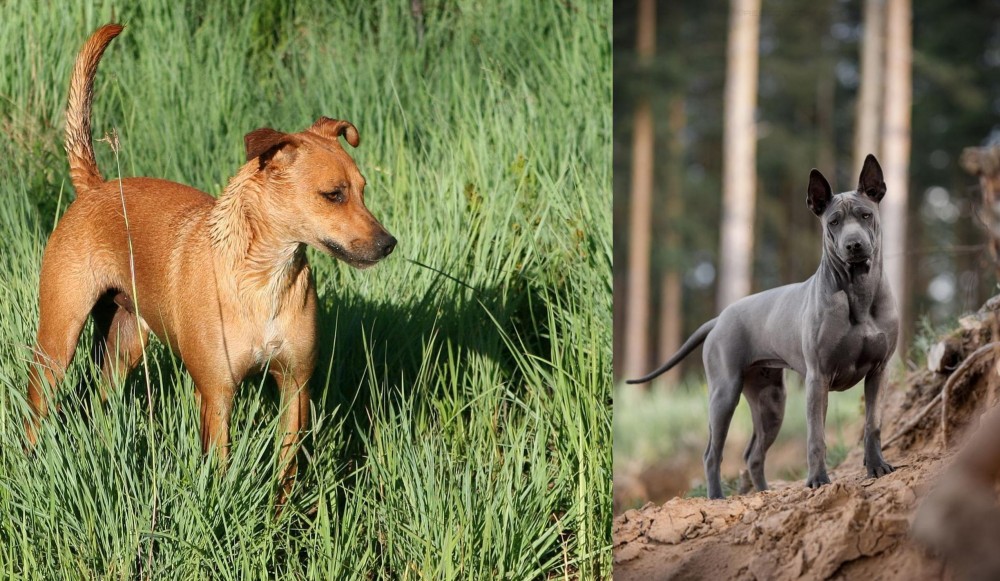 Thai Ridgeback vs Africanis - Breed Comparison