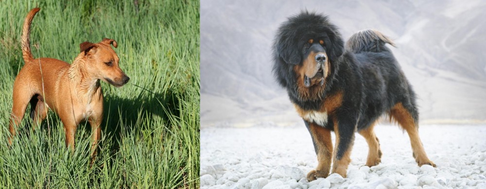 Tibetan Mastiff vs Africanis - Breed Comparison