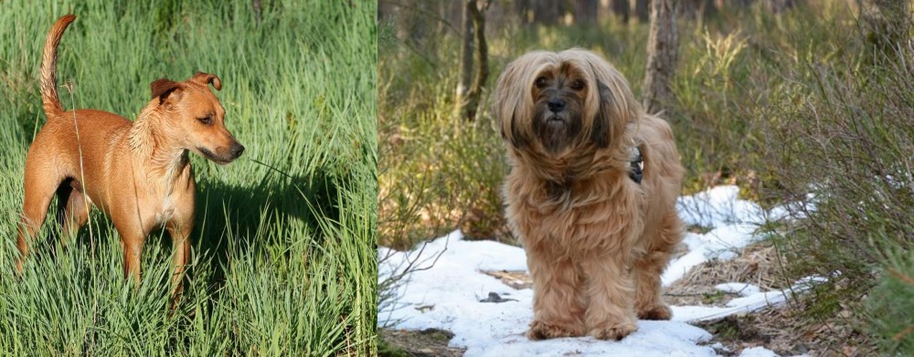 Tibetan Terrier vs Africanis - Breed Comparison