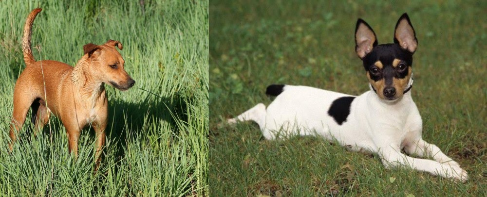 Toy Fox Terrier vs Africanis - Breed Comparison