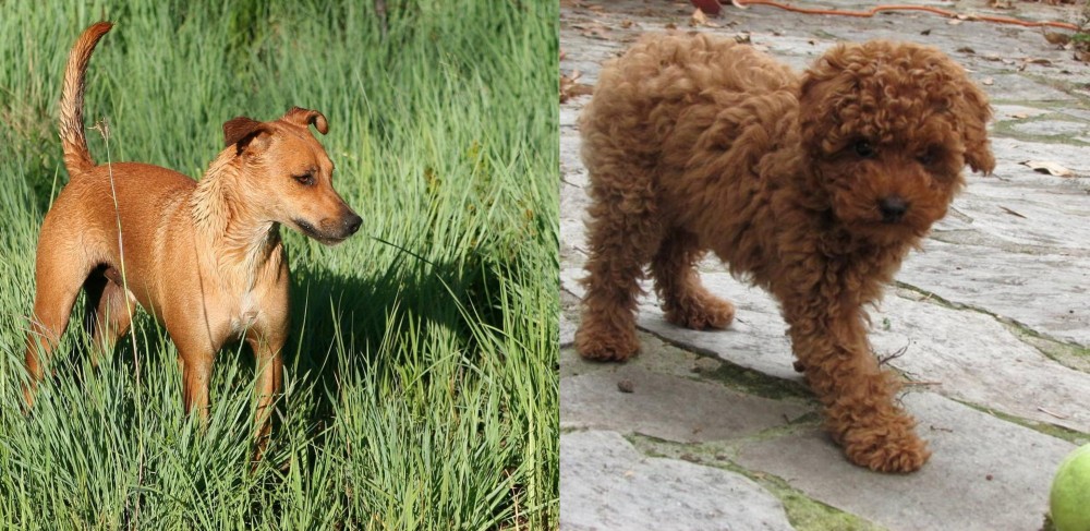 Toy Poodle vs Africanis - Breed Comparison
