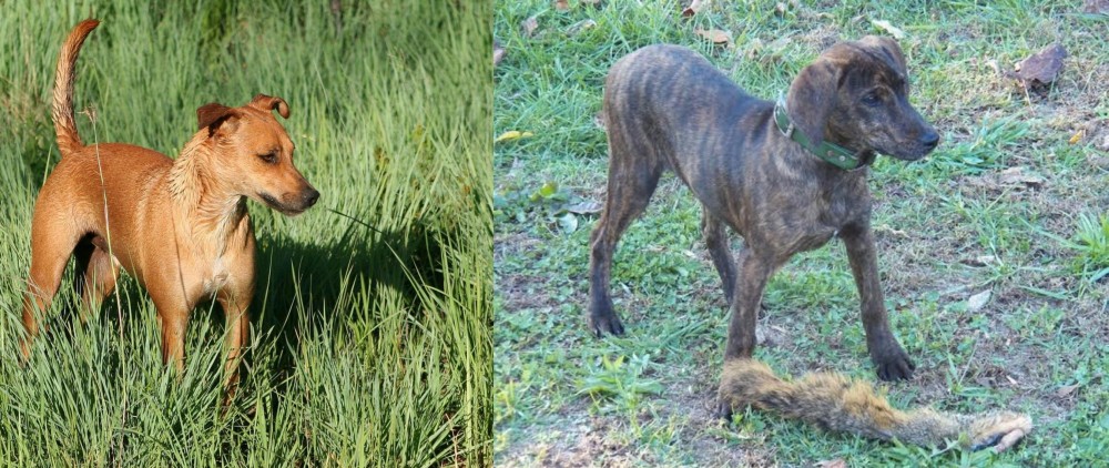Treeing Cur vs Africanis - Breed Comparison
