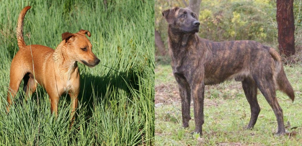 Treeing Tennessee Brindle vs Africanis - Breed Comparison