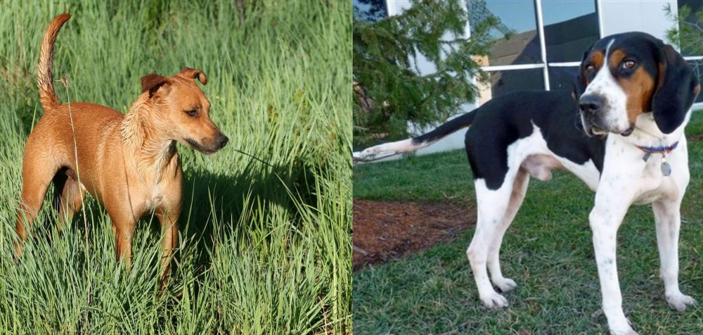 Treeing Walker Coonhound vs Africanis - Breed Comparison