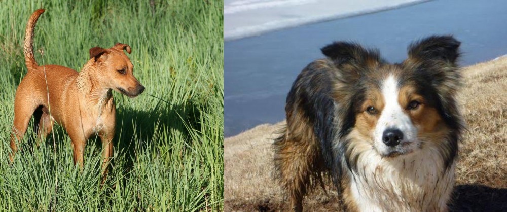 Welsh Sheepdog vs Africanis - Breed Comparison