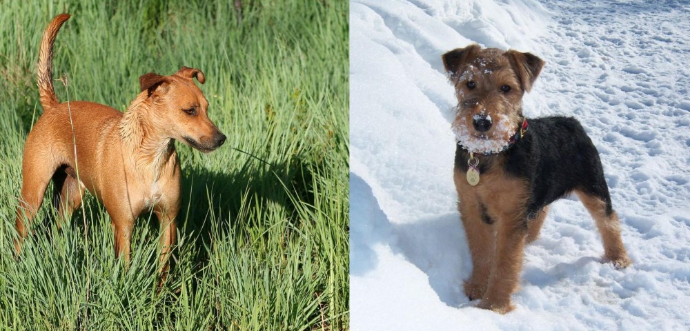 Welsh Terrier vs Africanis - Breed Comparison