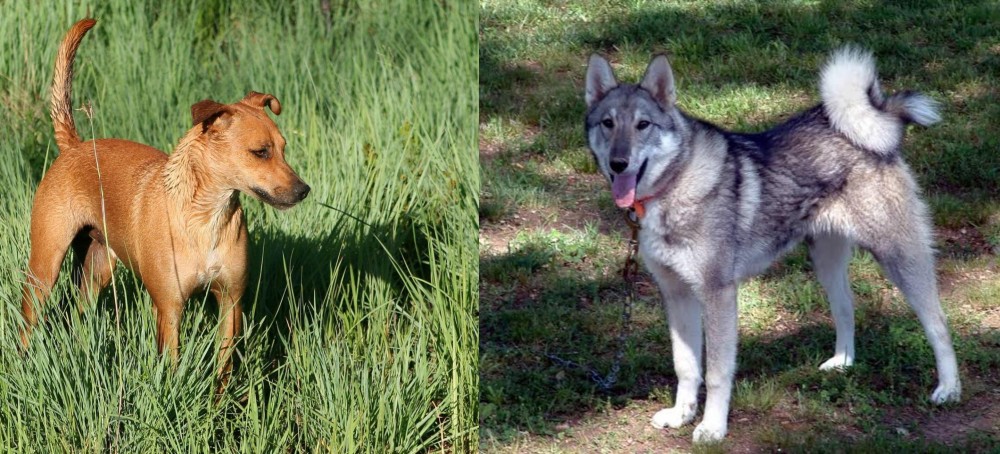 West Siberian Laika vs Africanis - Breed Comparison