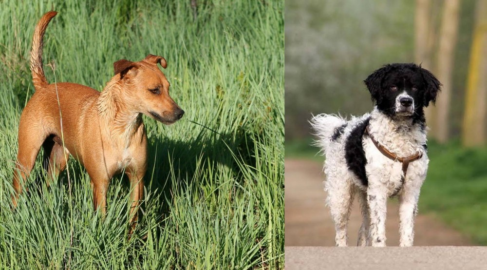 Wetterhoun vs Africanis - Breed Comparison