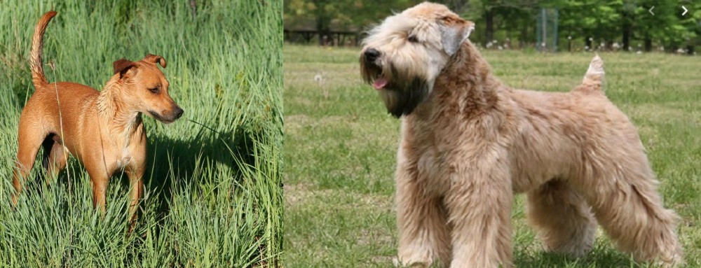 Wheaten Terrier vs Africanis - Breed Comparison