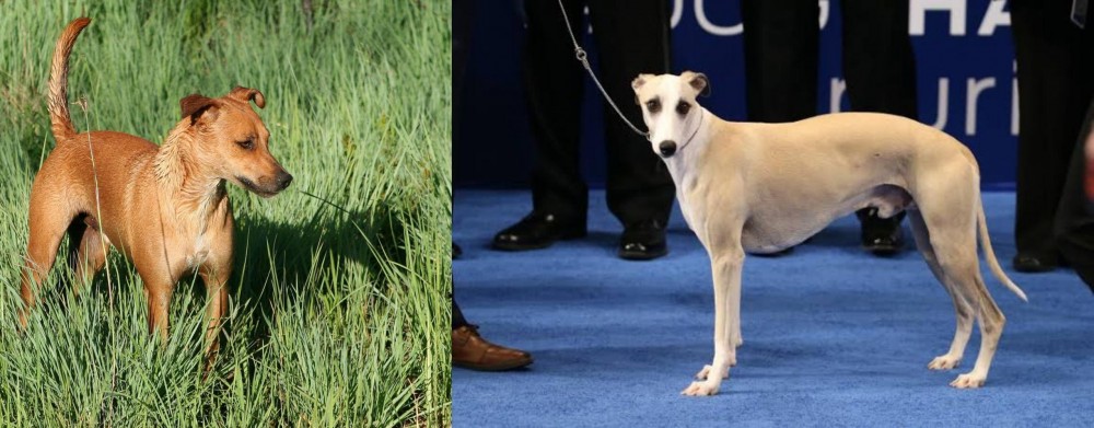 Whippet vs Africanis - Breed Comparison