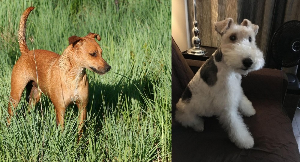 Wire Haired Fox Terrier vs Africanis - Breed Comparison