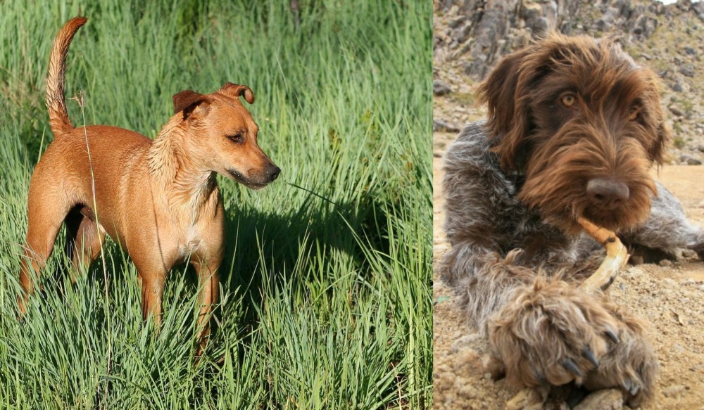Wirehaired Pointing Griffon vs Africanis - Breed Comparison