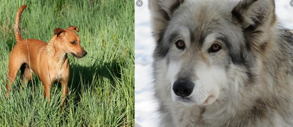 Wolfdog vs Africanis - Breed Comparison