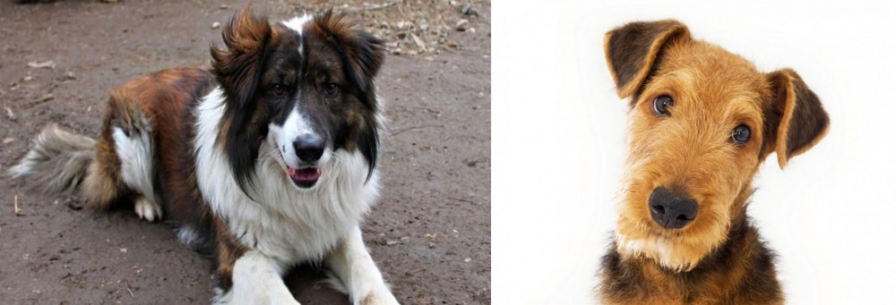 Airedale Terrier vs Aidi - Breed Comparison
