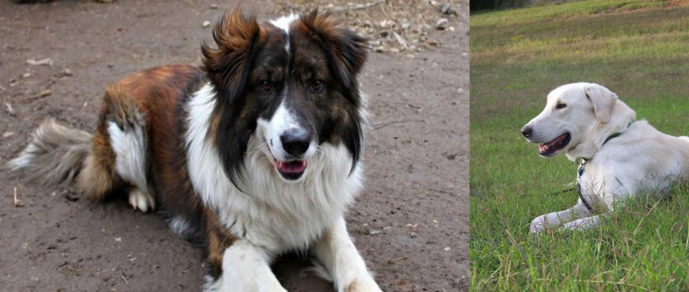 Akbash Dog vs Aidi - Breed Comparison