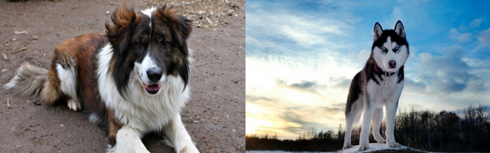 Alaskan Husky vs Aidi - Breed Comparison