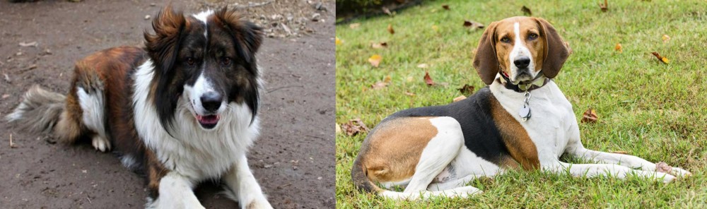 American English Coonhound vs Aidi - Breed Comparison