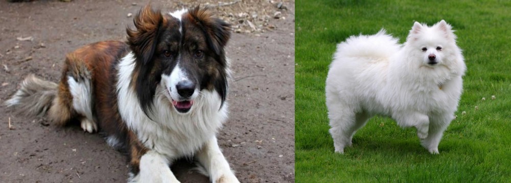 American Eskimo Dog vs Aidi - Breed Comparison