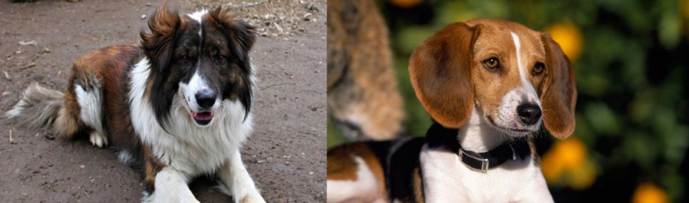 American Foxhound vs Aidi - Breed Comparison