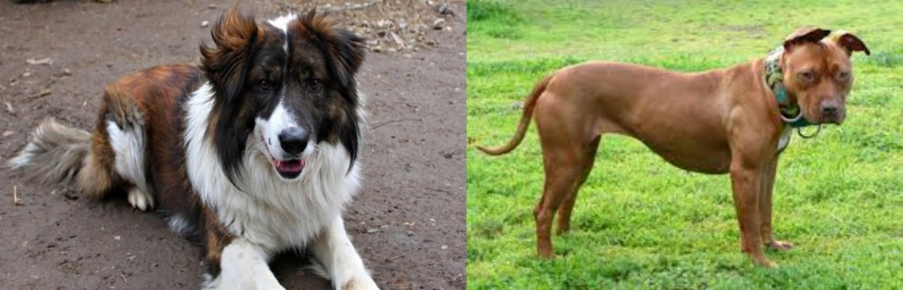 American Pit Bull Terrier vs Aidi - Breed Comparison