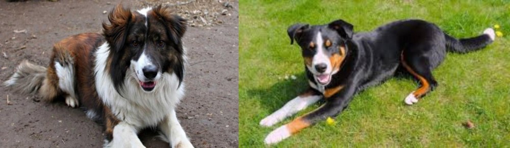 Appenzell Mountain Dog vs Aidi - Breed Comparison