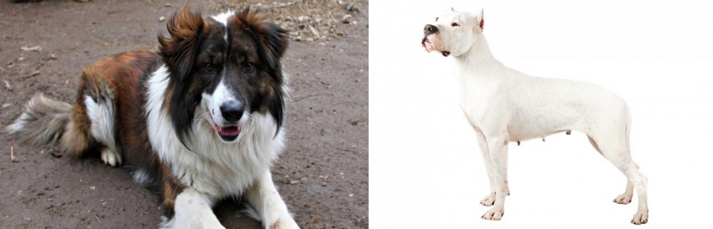 Argentine Dogo vs Aidi - Breed Comparison
