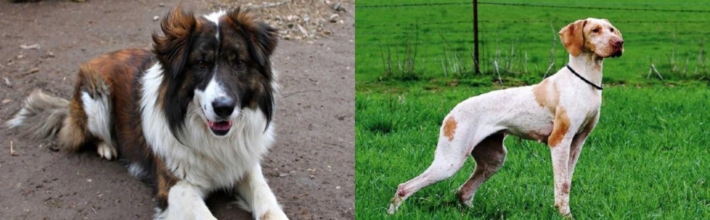Ariege Pointer vs Aidi - Breed Comparison