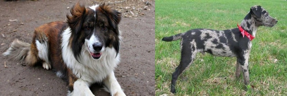 Atlas Terrier vs Aidi - Breed Comparison