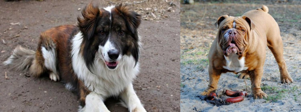Australian Bulldog vs Aidi - Breed Comparison