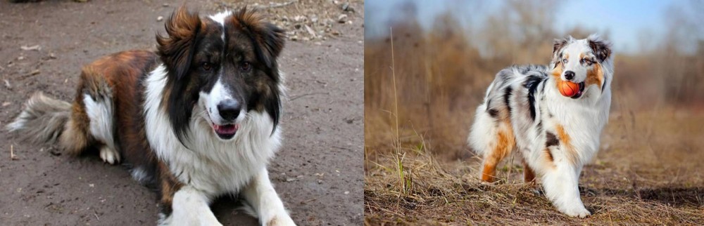 Australian Shepherd vs Aidi - Breed Comparison