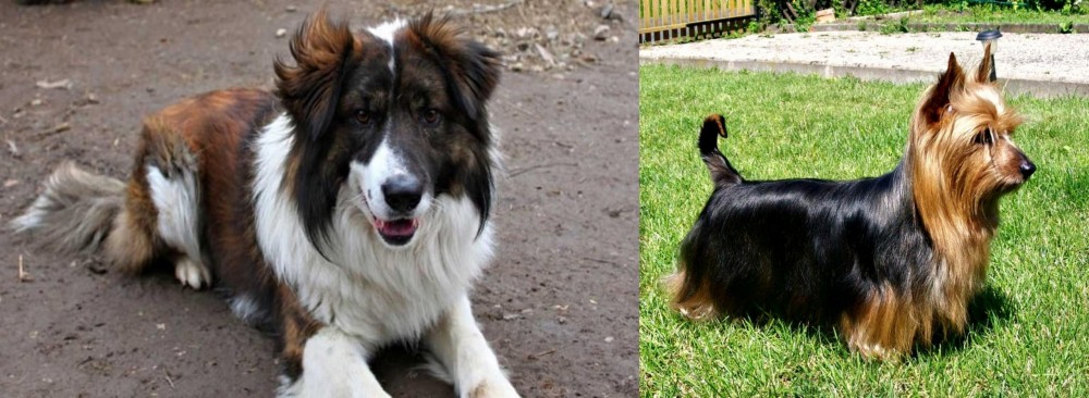 Australian Silky Terrier vs Aidi - Breed Comparison